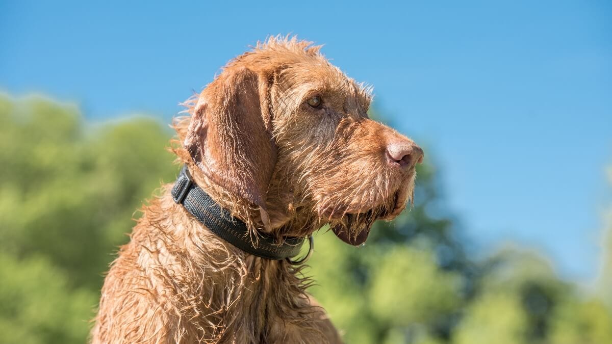 Magyar Vizsla Typische Krankheiten der Hunderasse